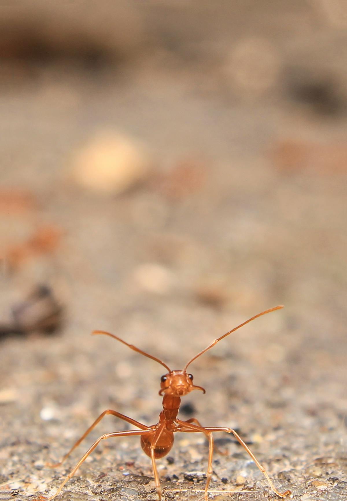 Ant Control